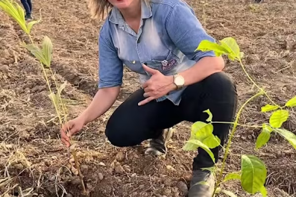 Mega Plantio de 31 mil mudas